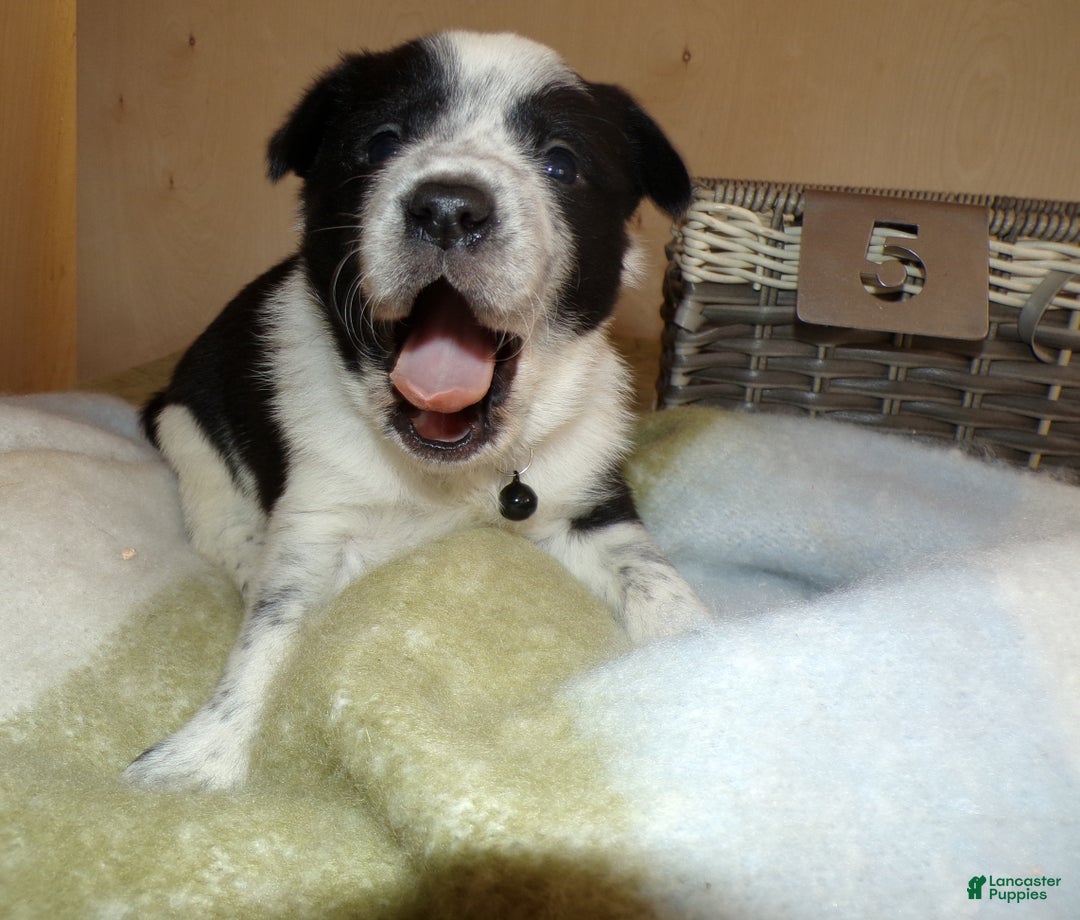 Border Collie dogs for sale: Border Collie Puppy 5 Joey - Ad 1