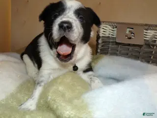 Border Collie dogs Border Collie Puppy 5 Joey - Ad 41