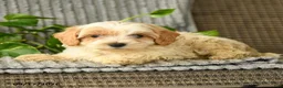 Bichpoo dogs for sale: Caden  - Ad 3