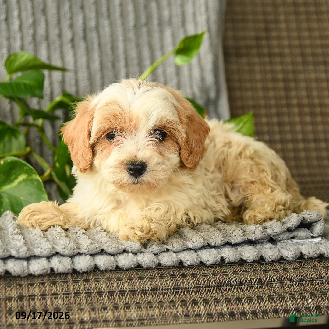 Bichpoo dogs for sale: Caden  - Ad 3