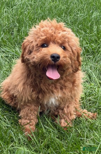 Cavapoo dogs Hector - Ad 2