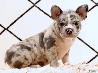 Frenchton dogs Rambo - Ad 1