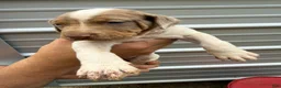 Catahoula Leopard Dog dogs for sale: Crossbow “Bow” aka Daisy  - Ad 7
