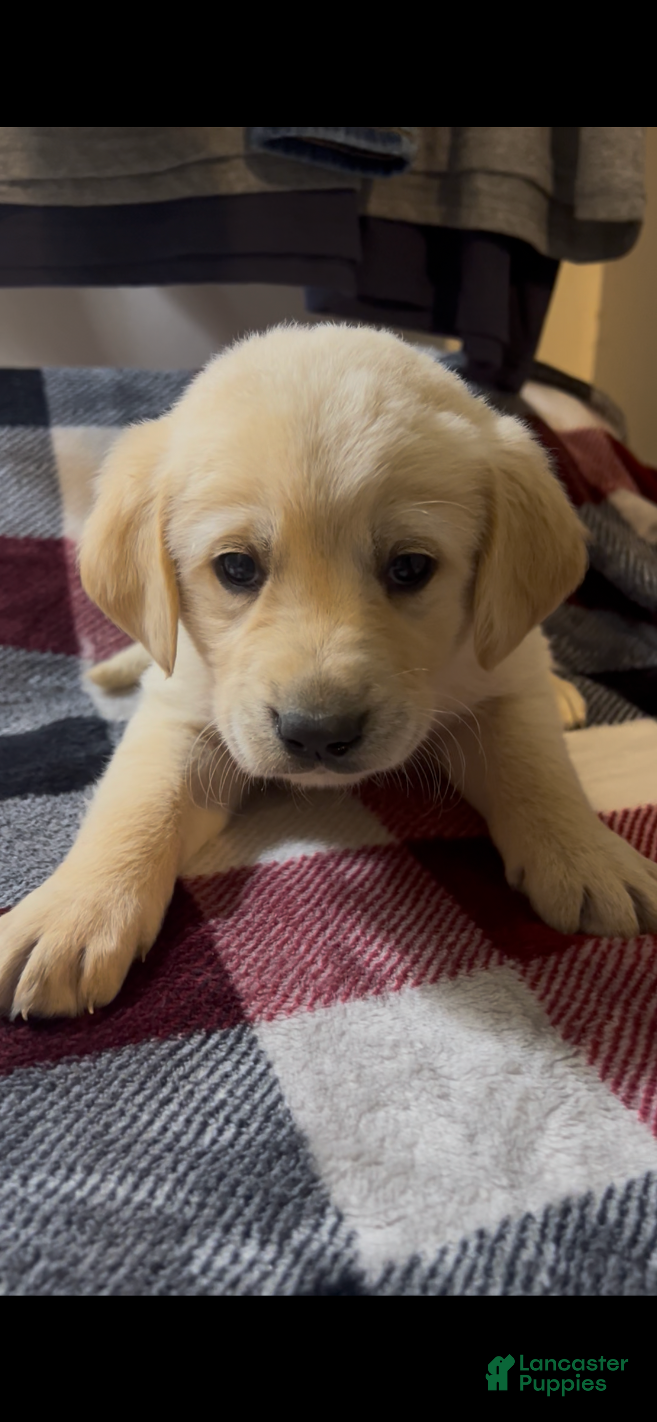 Goldador dogs Goldador Puppy 1 - Ad 23