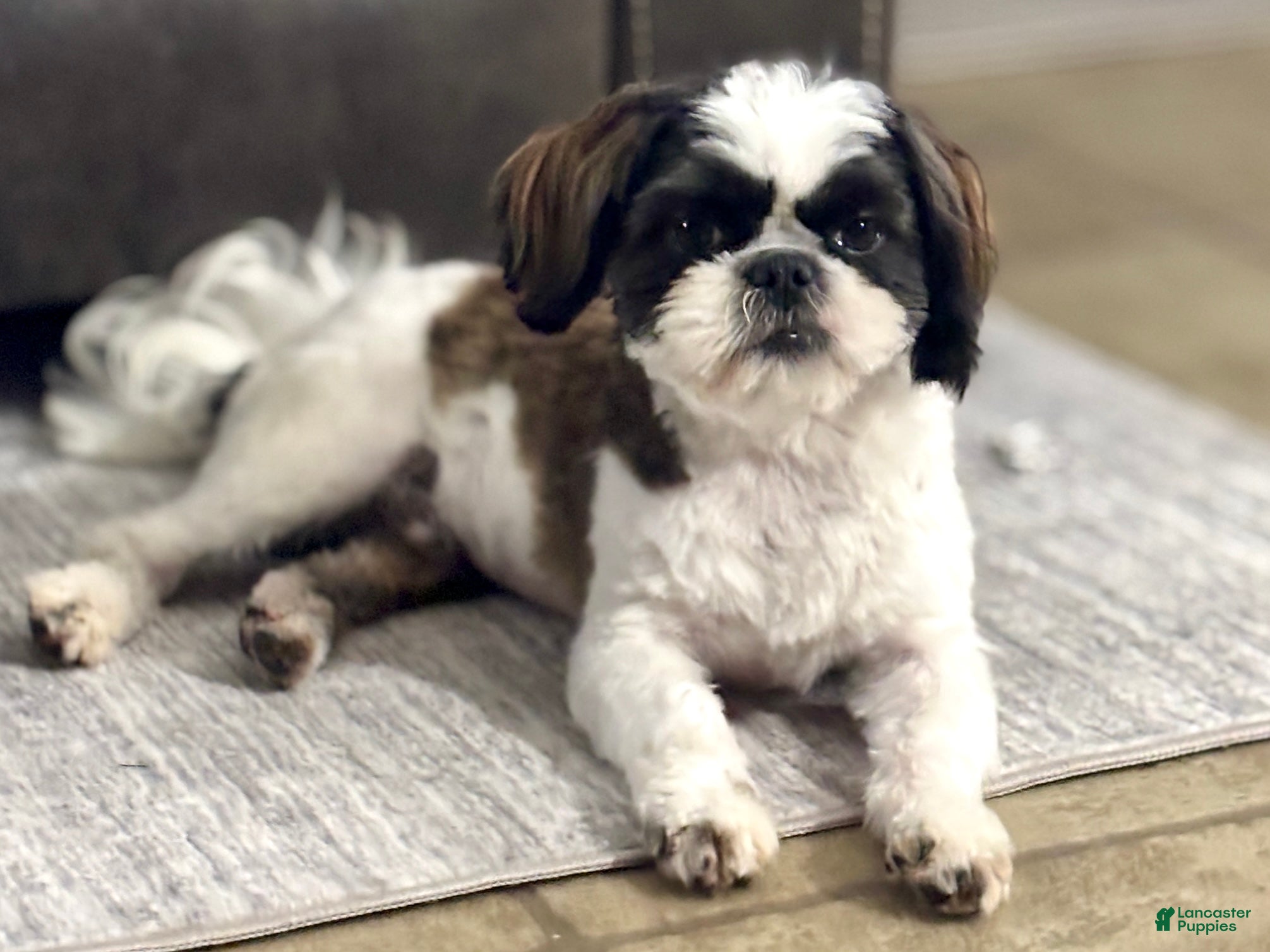 Shih Tzu dogs for sale: Spriggs - Ad 4