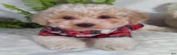 Bichpoo dogs for sale: Joey - Ad 3