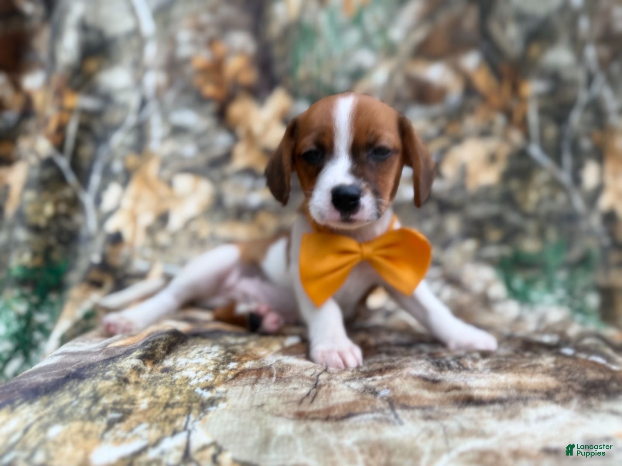 Mixed Breed dogs Denver - Ad 8