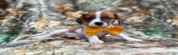 Mixed Breed dogs for sale: Denver - Ad 1