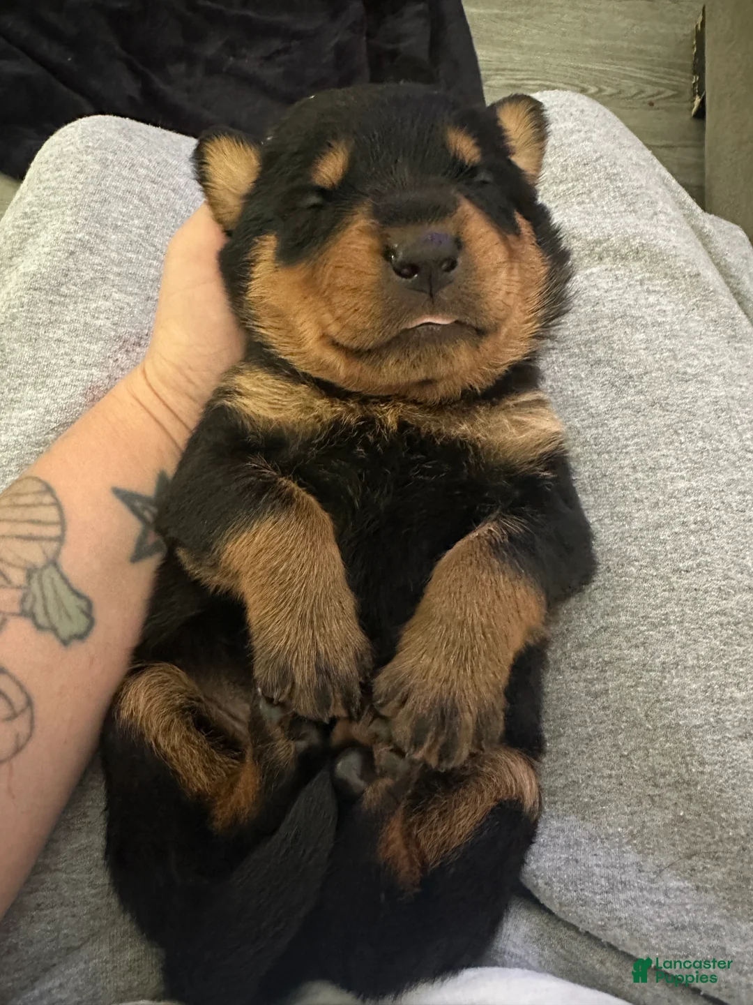 Rottweiler dogs for sale: Koa - Ad 2