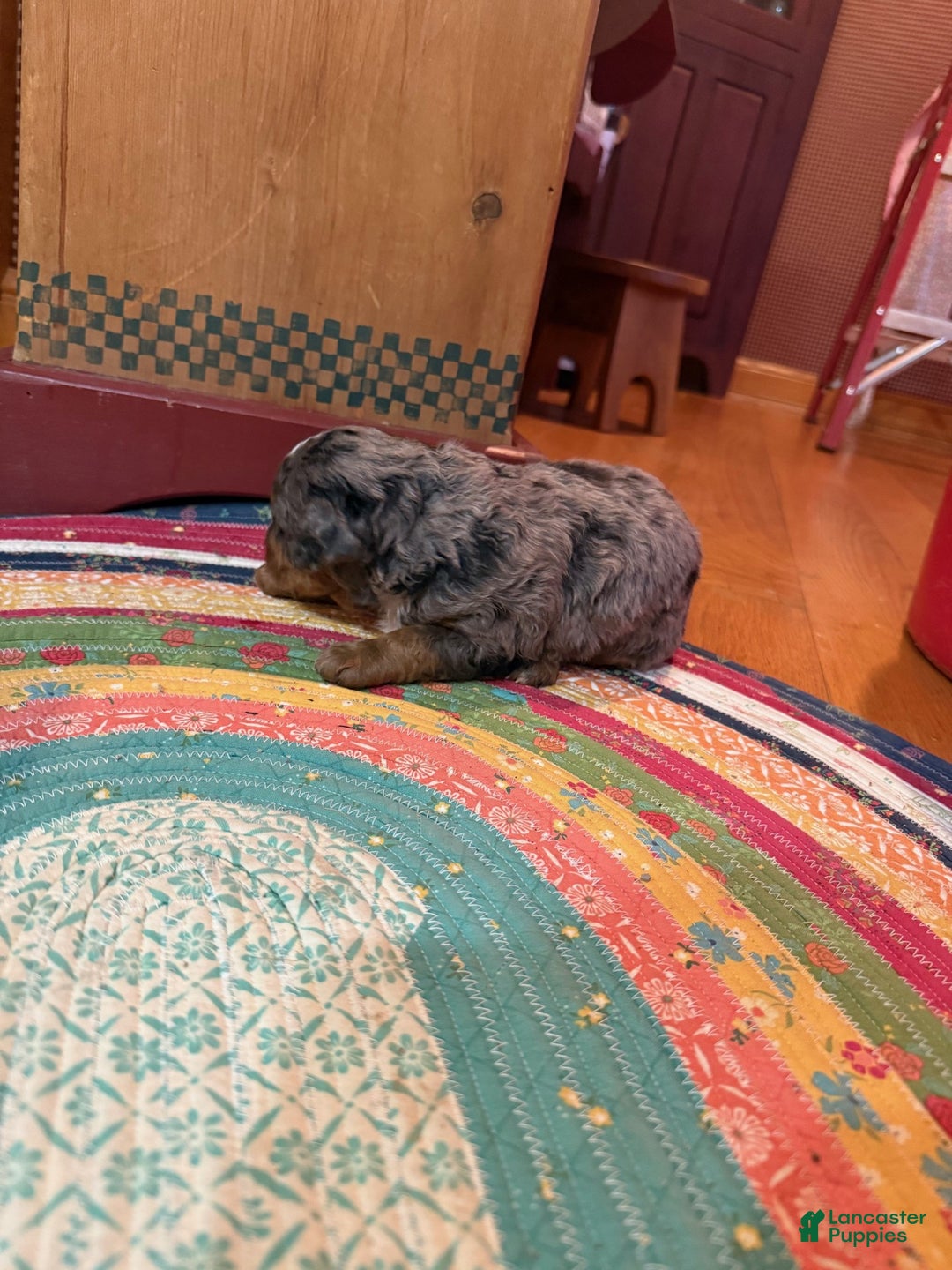 Mini Bernedoodle dogs for sale: Oakley - Ad 3