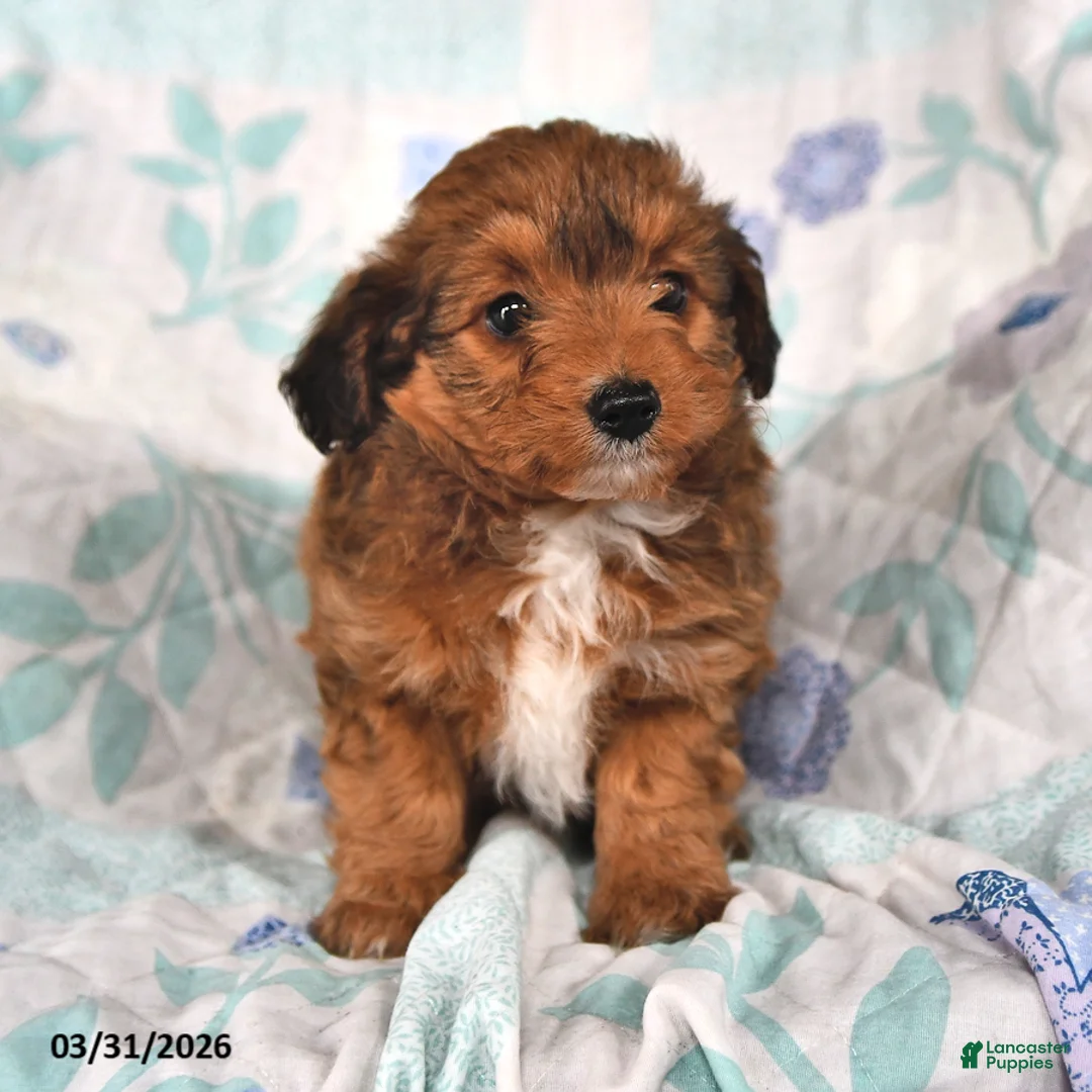 Mini Aussiedoodle dogs for sale: Monty - Ad 2