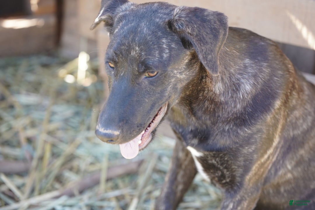 Mixed Breed dogs for sale: Tiger Tiscar Farm Dog - Ad 7