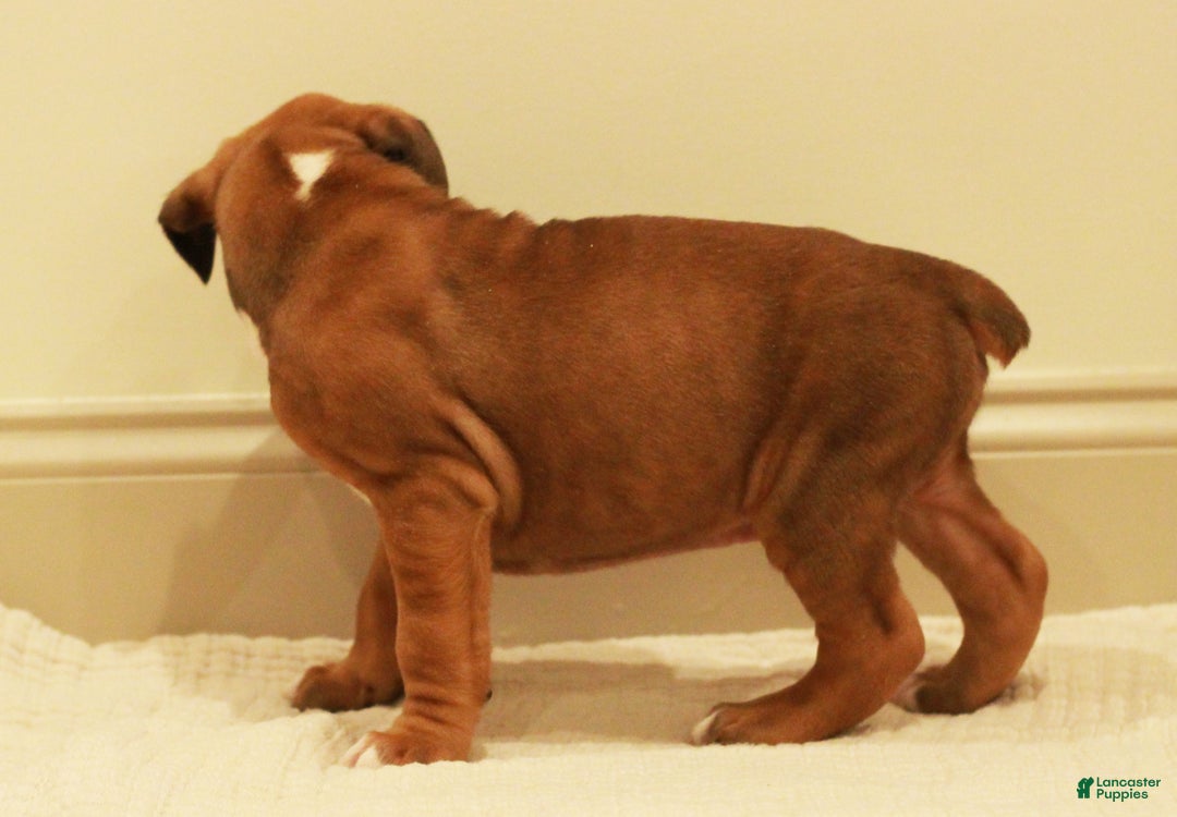 Boxer dogs for sale: Spot - Ad 4