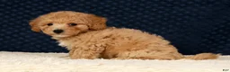 Bichpoo dogs for sale: Gina - Ad 9
