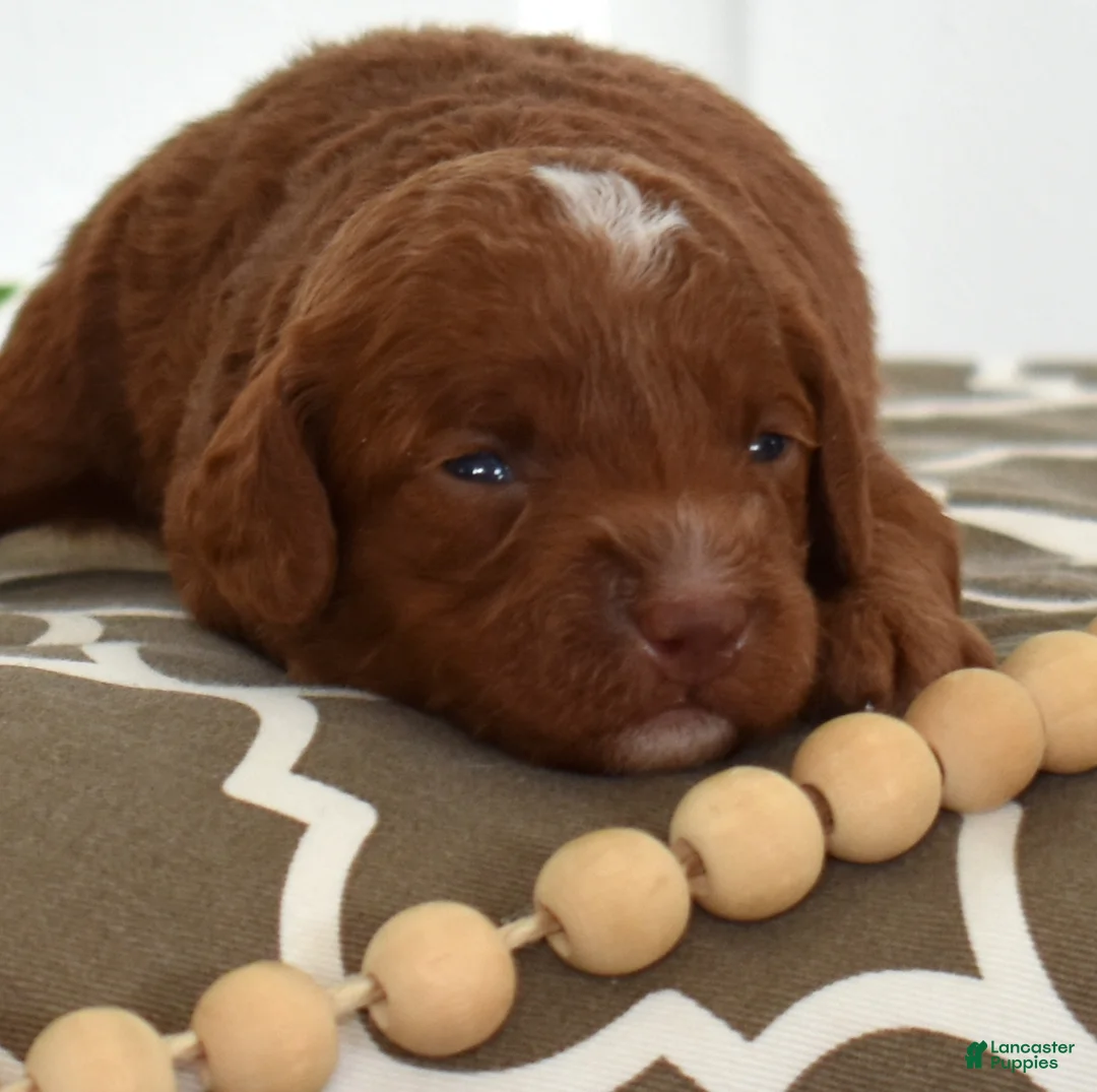 Toy Poodle dogs for sale: Colby - Ad 3