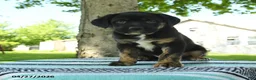 Mixed Breed dogs for sale: Baxter - Ad 3
