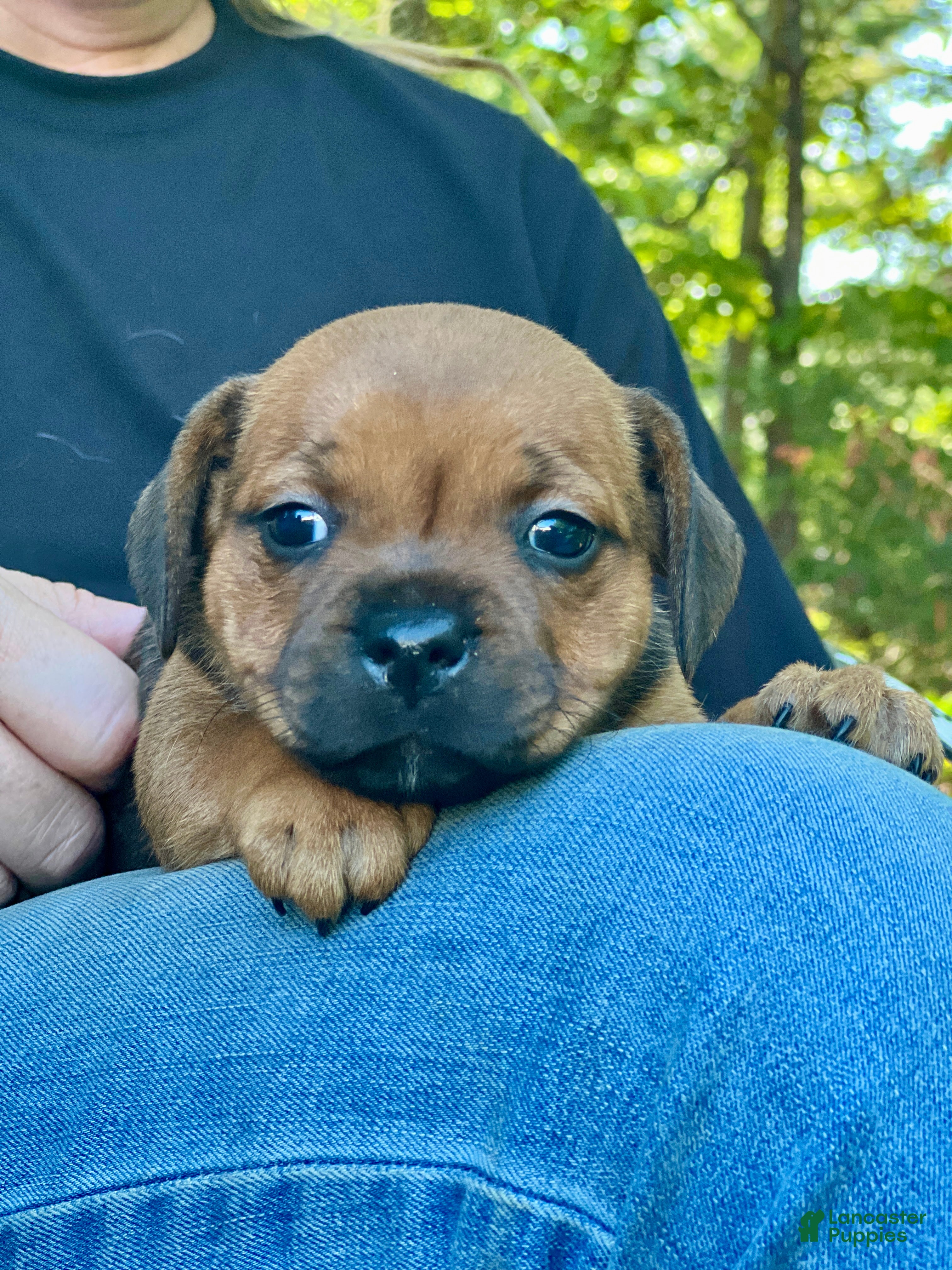 Staffordshire Bull Terrier dogs Doriane - Ad 2