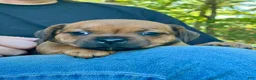 Staffordshire Bull Terrier dogs for sale: Doriane - Ad 2