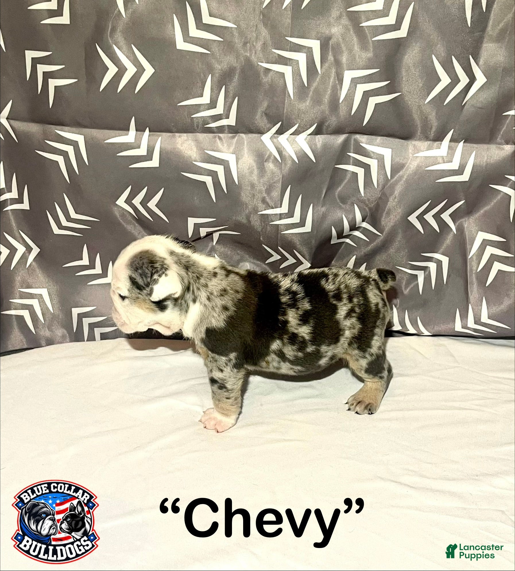 English Bulldog dogs for sale: English Bulldog Puppy - Chevy  - Ad 7