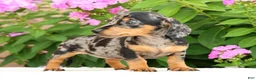 Miniature Dachshund dogs for sale: Jodi - Ad 7