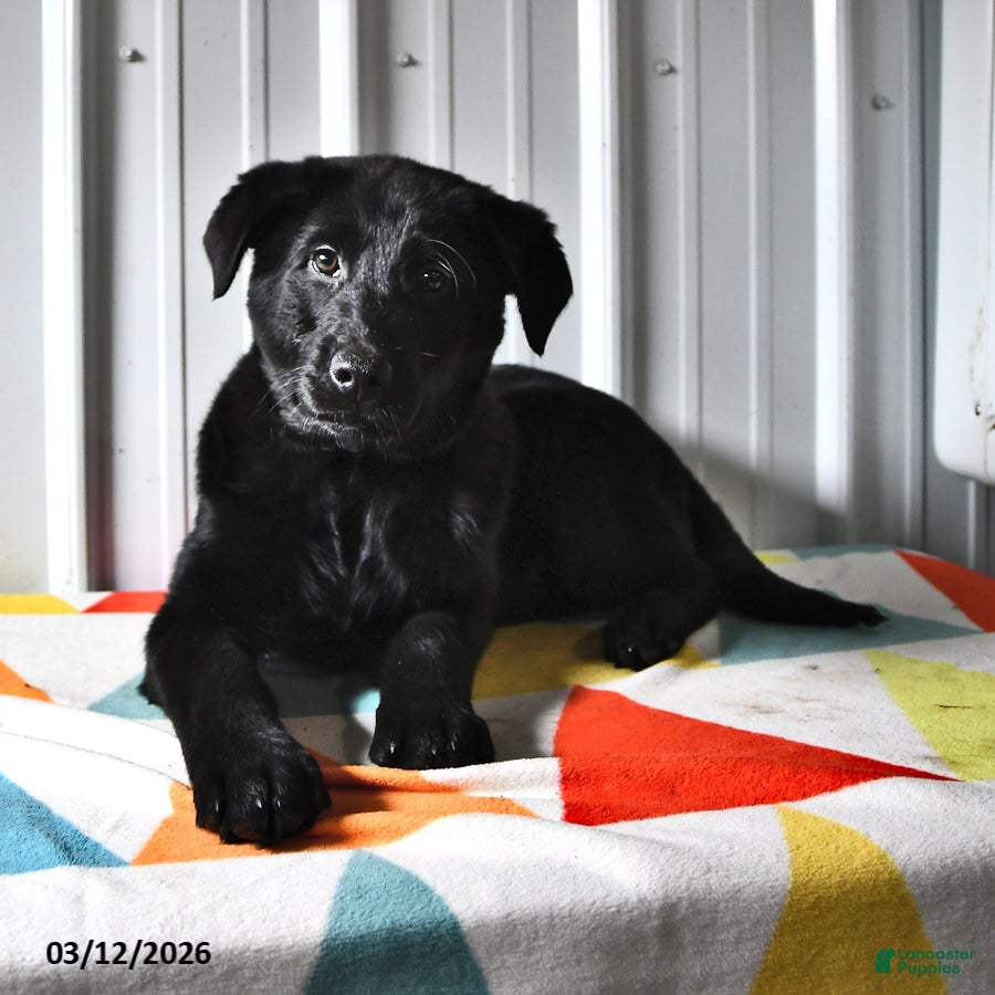 Mixed Breed dogs Snickers - Ad 2
