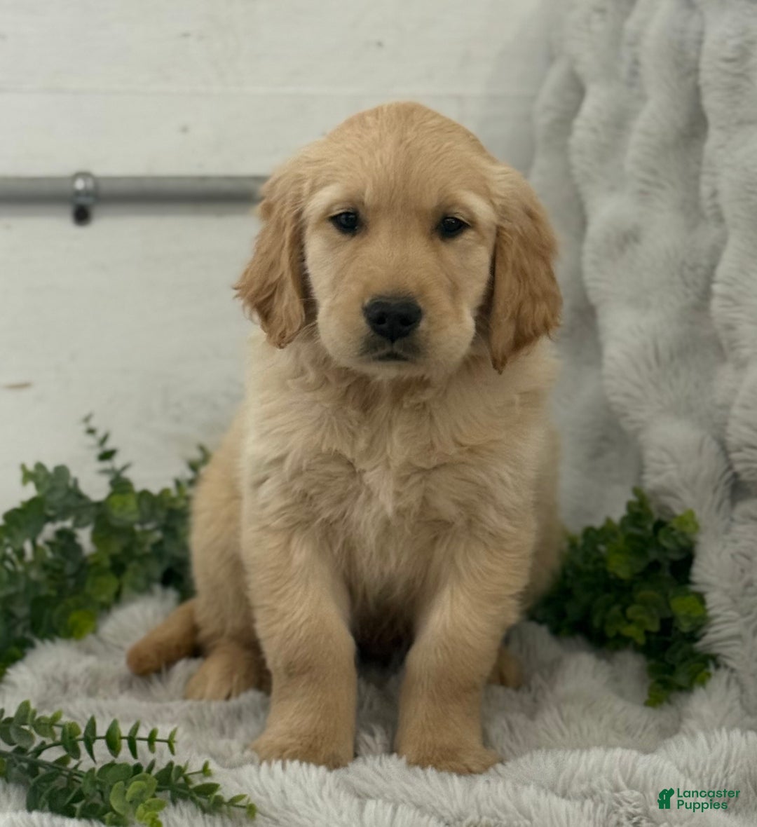 Golden Retriever dogs for sale: Jingle Bells - Ad 4