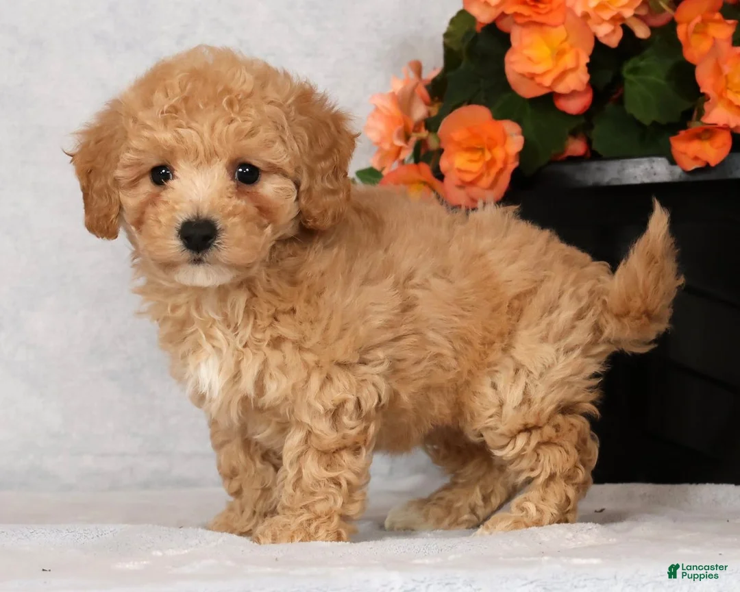 Bichpoo dogs for sale: Gina - Ad 1