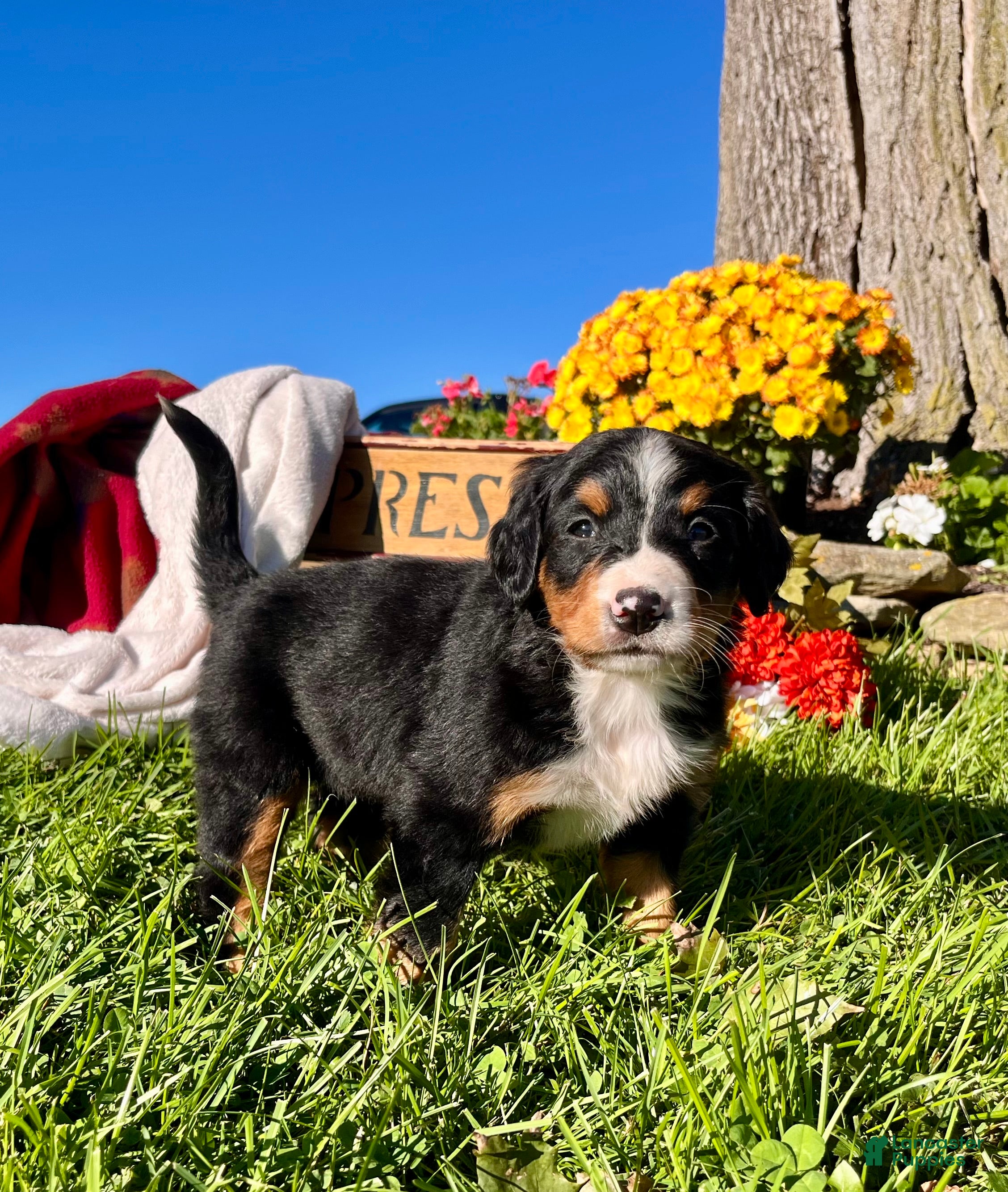 Bernese Mountain Dog dogs Raya❤️AKC Genetic Tested American Champion - Ad 1