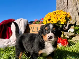 Bernese Mountain Dog dogs Raya❤️AKC Genetic Tested American Champion - Ad 1