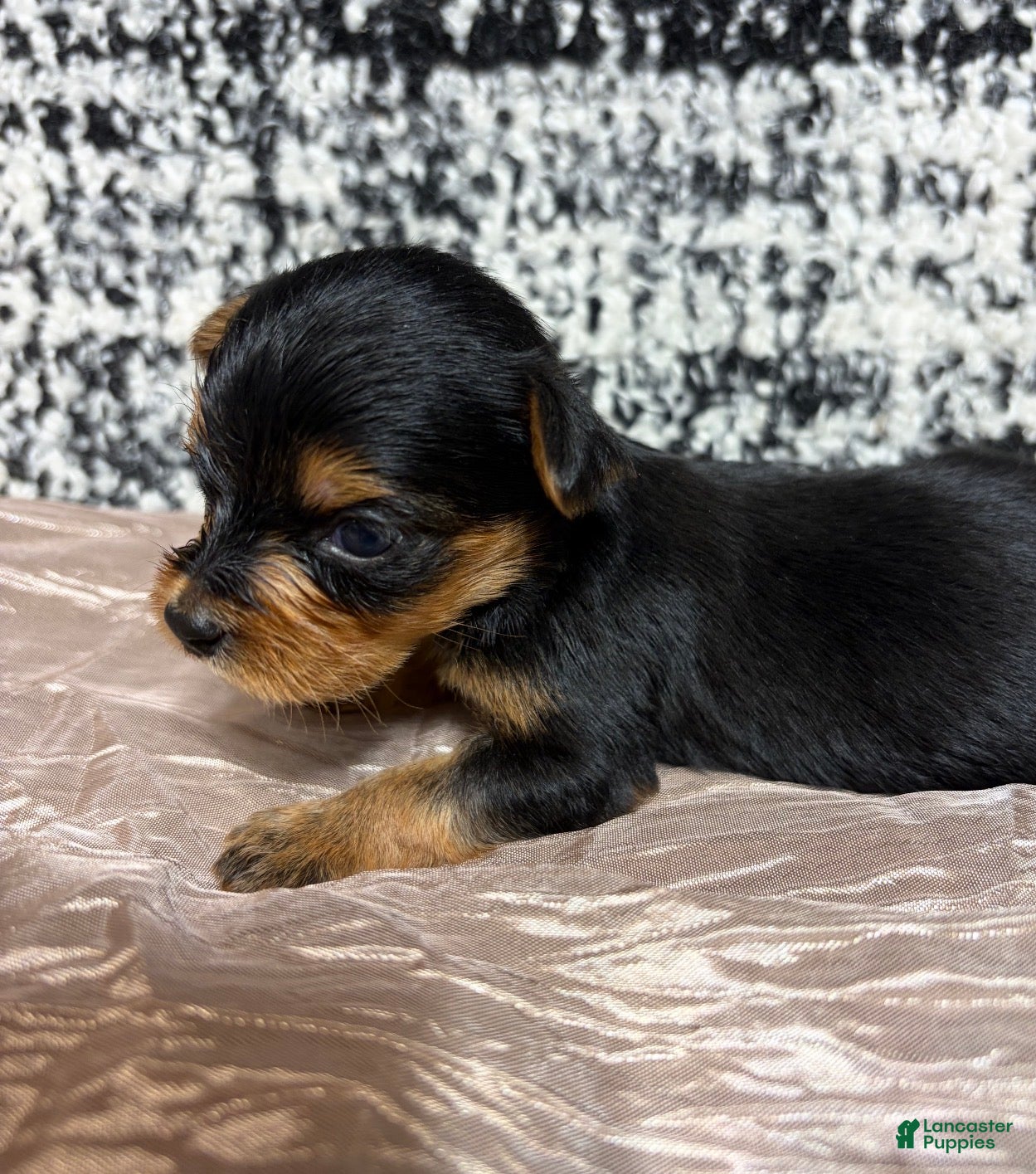 Yorkshire Terrier dogs Yorkshire Terrier 5 - Ad 2