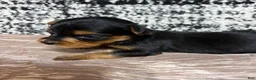 Yorkshire Terrier dogs for sale: Yorkshire Terrier 5 - Ad 2