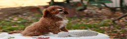 Cavapoo dogs for sale: Avery Cavapoo  - Ad 5