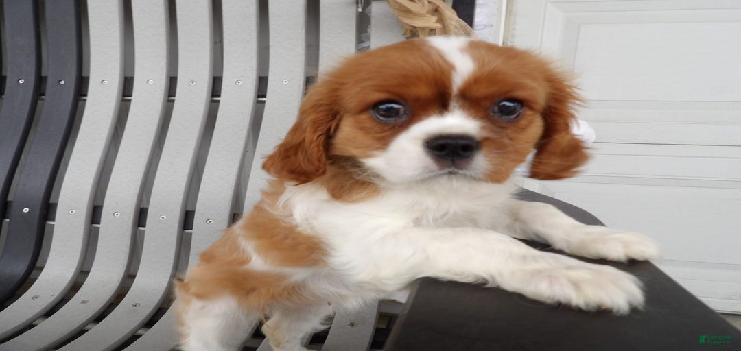 Gallery Image {{count}}