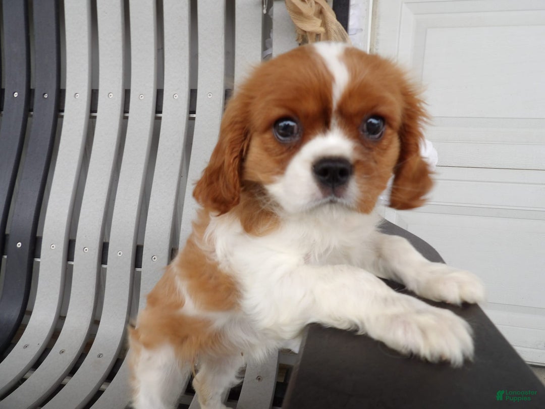 Gallery Image {{count}}