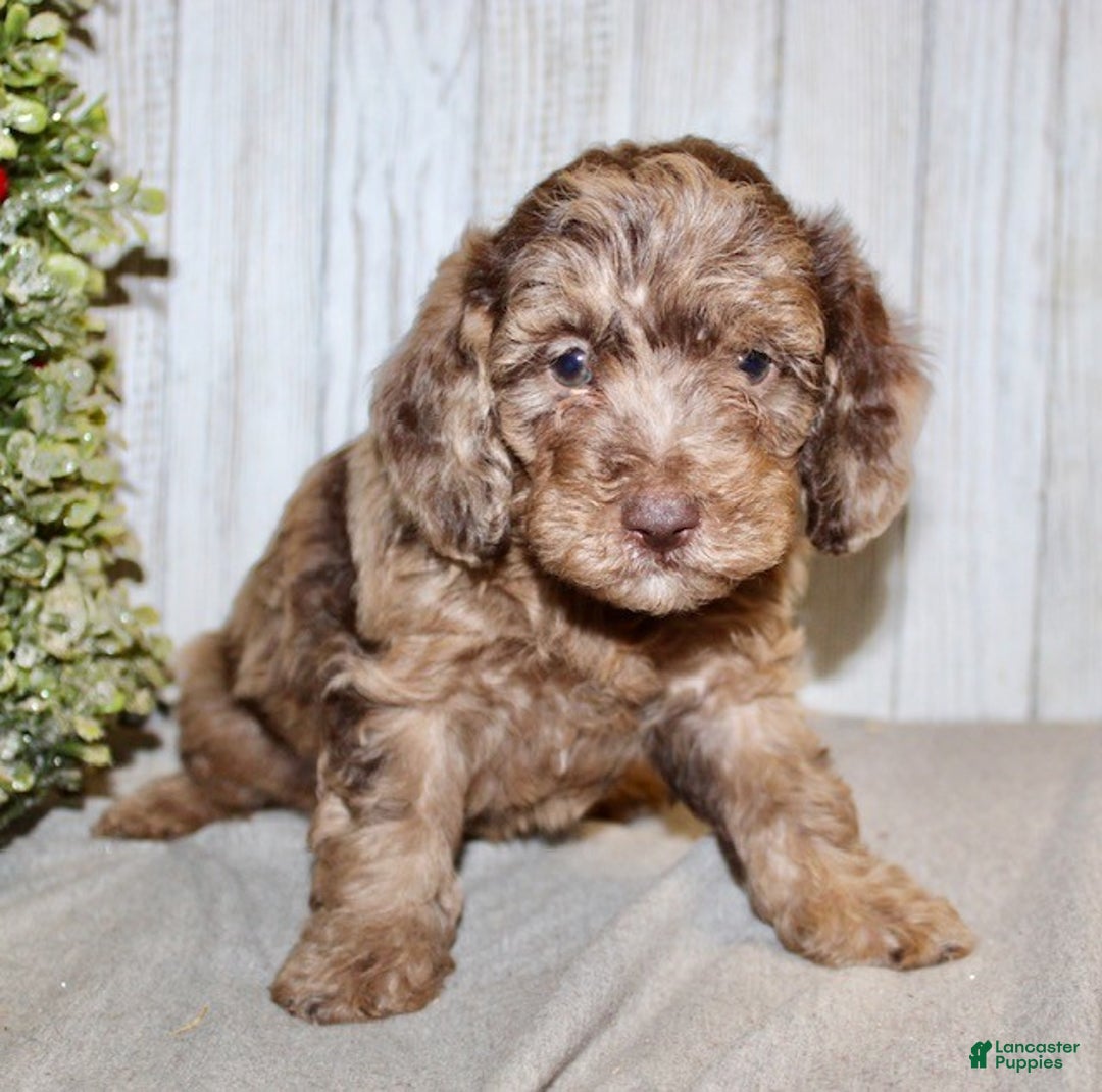 Mixed Breed dogs for sale: Jamie - Ad 4