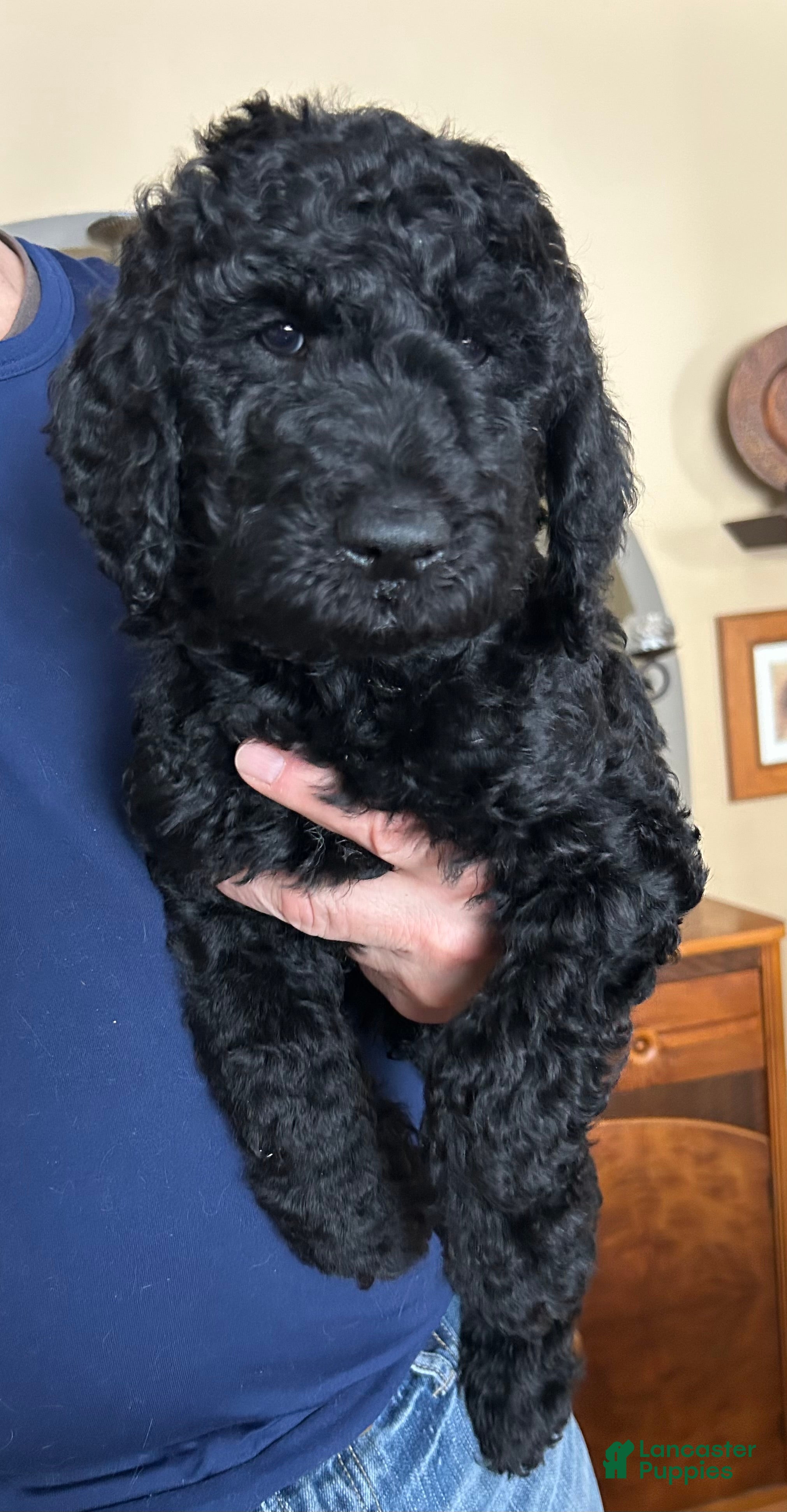 Goldendoodle dogs Bear - Ad 17