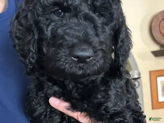 Goldendoodle dogs Bear - Ad 17