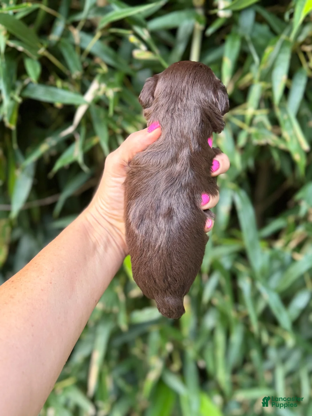 Miniature Schnauzer dogs for sale: Miniature Schnauzer 2 - Ad 2