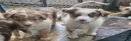 Australian Shepherd dogs for sale: Australian Shepherd Puppy 3 - Ad 2