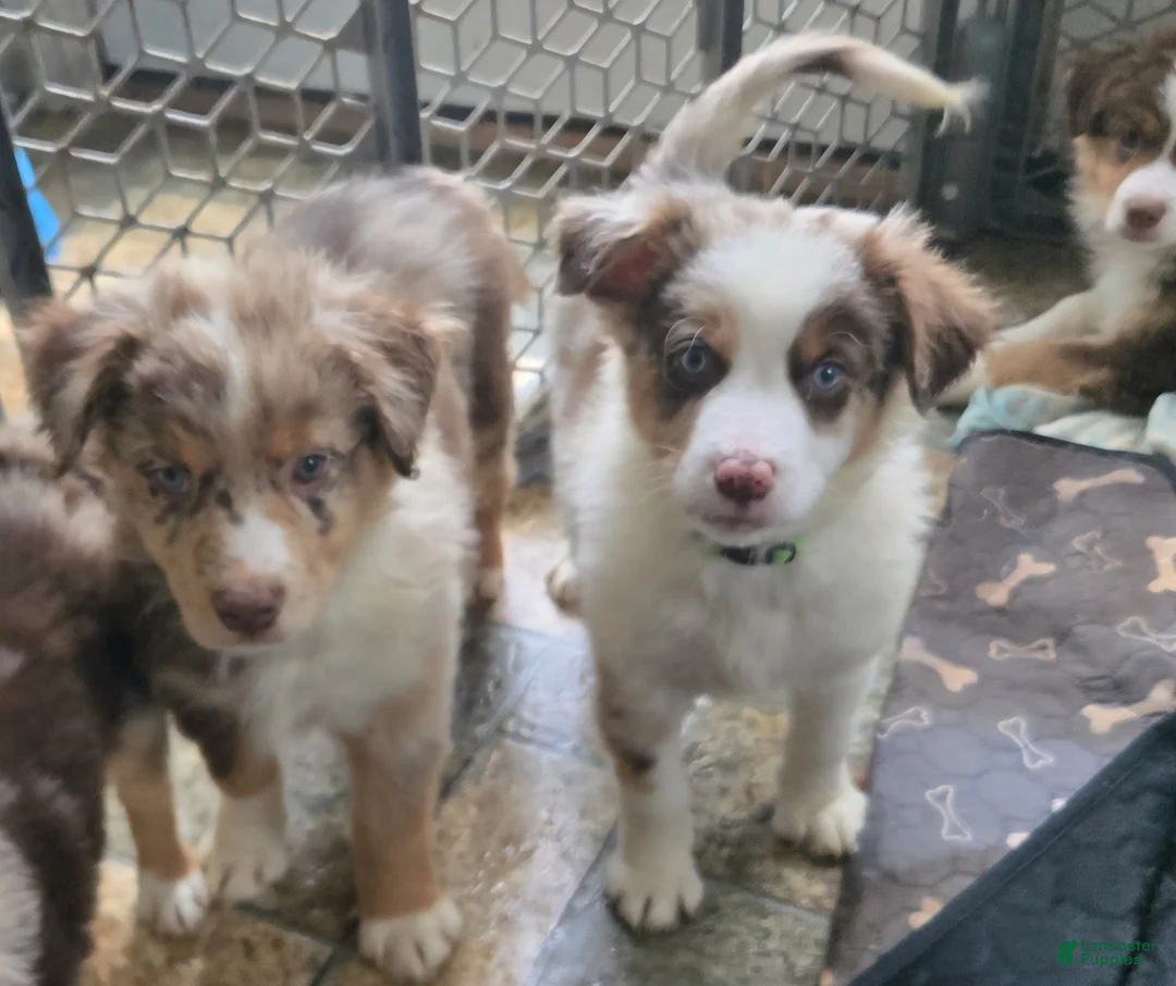 Australian Shepherd dogs for sale: Australian Shepherd Puppy 3 - Ad 2