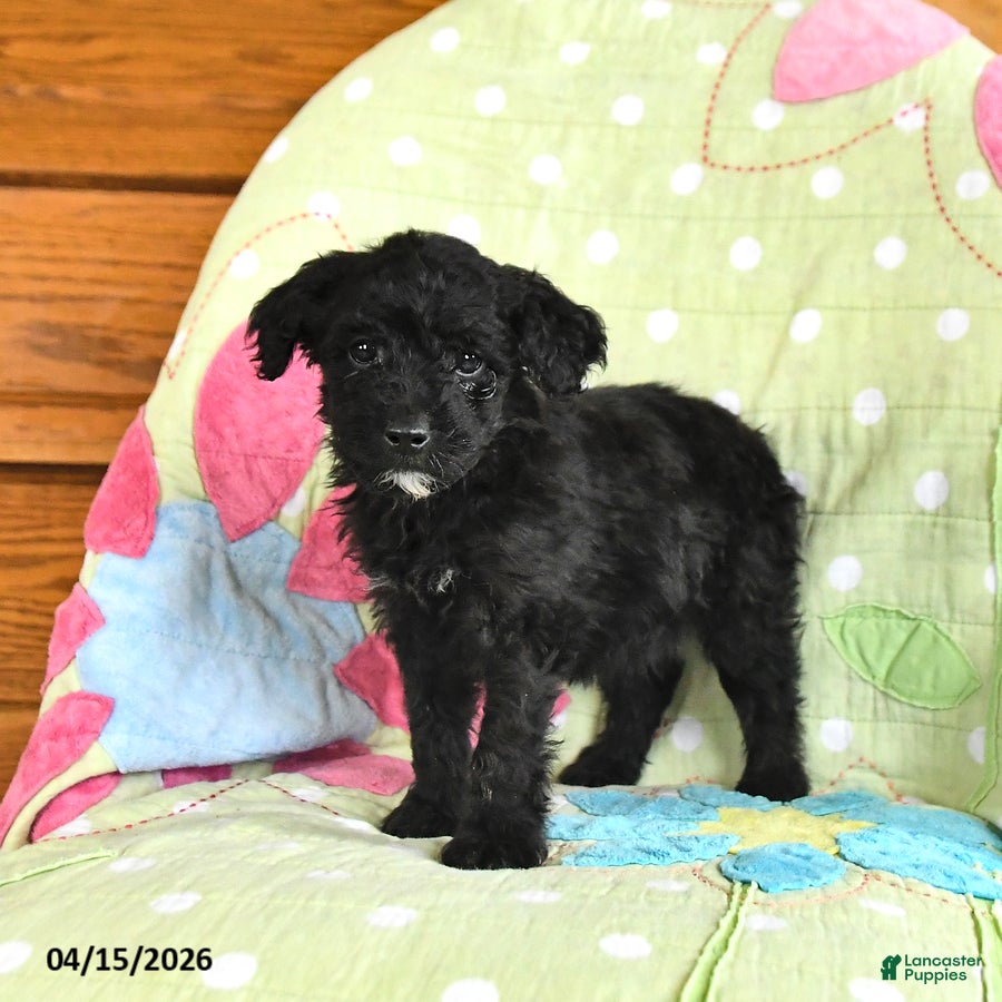 Mini Goldendoodle dogs Kent  - Ad 2