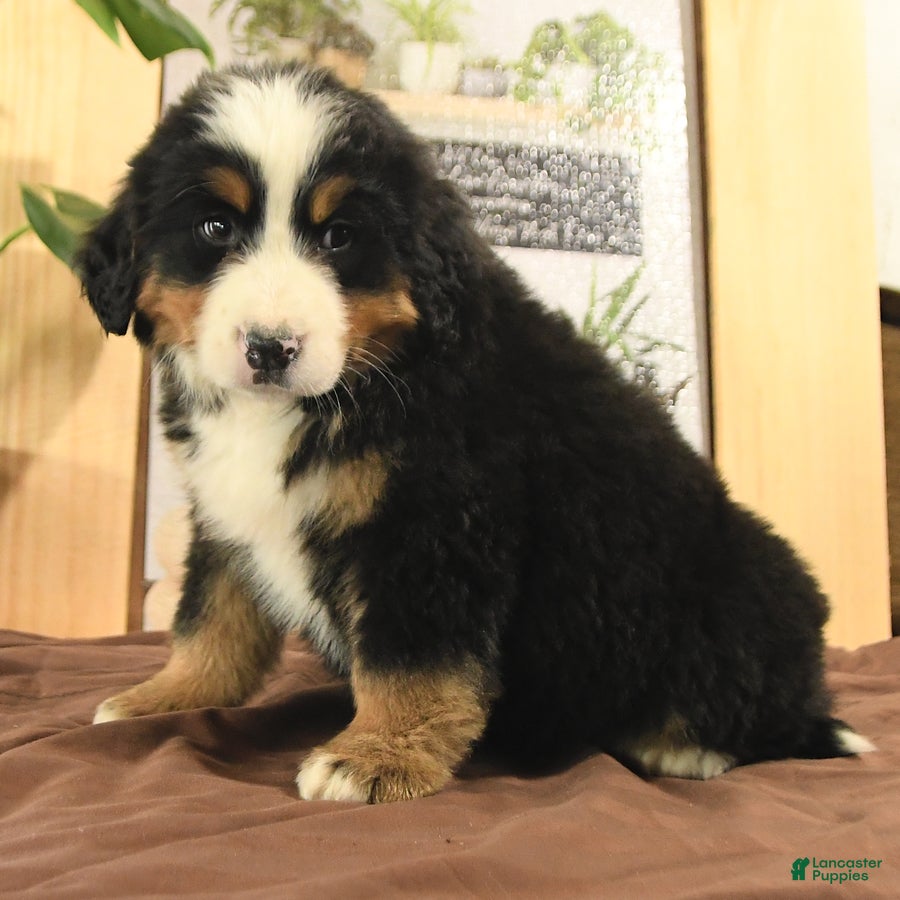 Bernedoodle dogs Robin - Ad 31