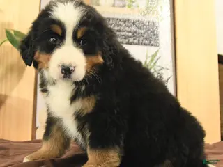 Bernedoodle dogs Robin - Ad 31
