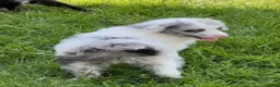 Mini Aussiedoodle dogs for sale: Simba - Ad 3