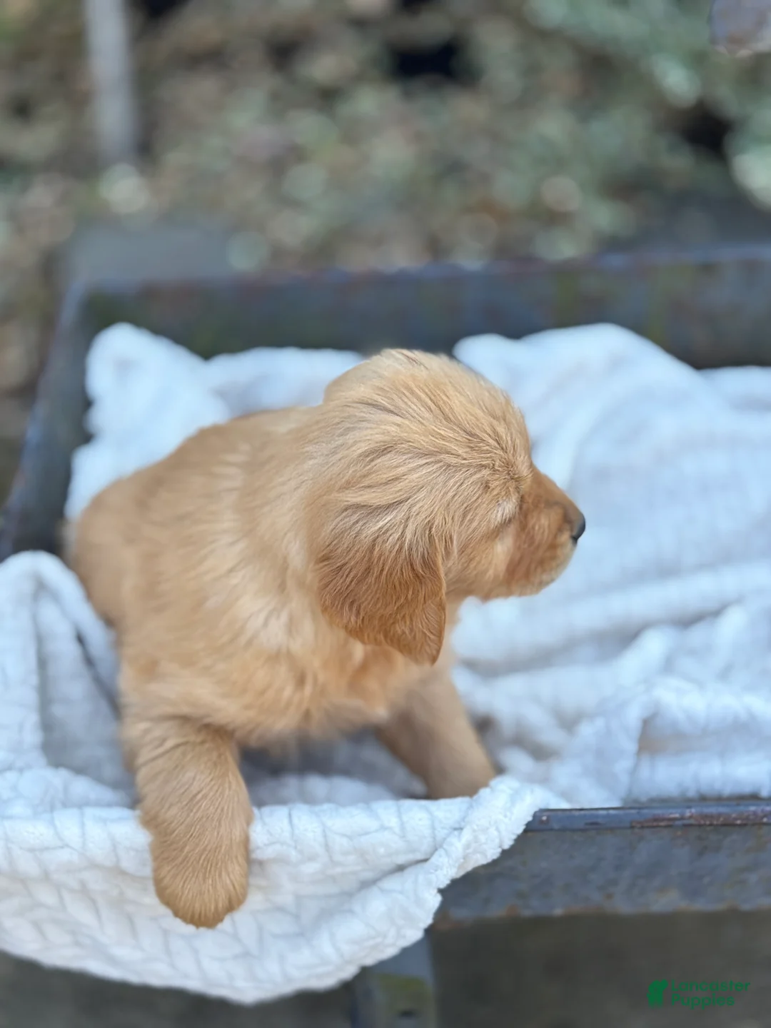 Golden Retriever dogs for sale: Marsha - Ad 2