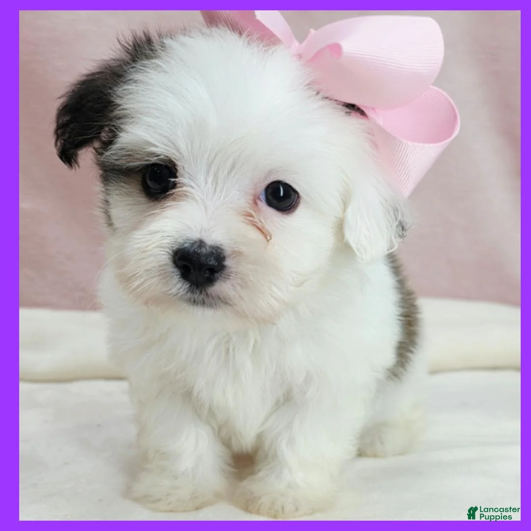 Maltipoo dogs for sale: Maggie - Ad 1