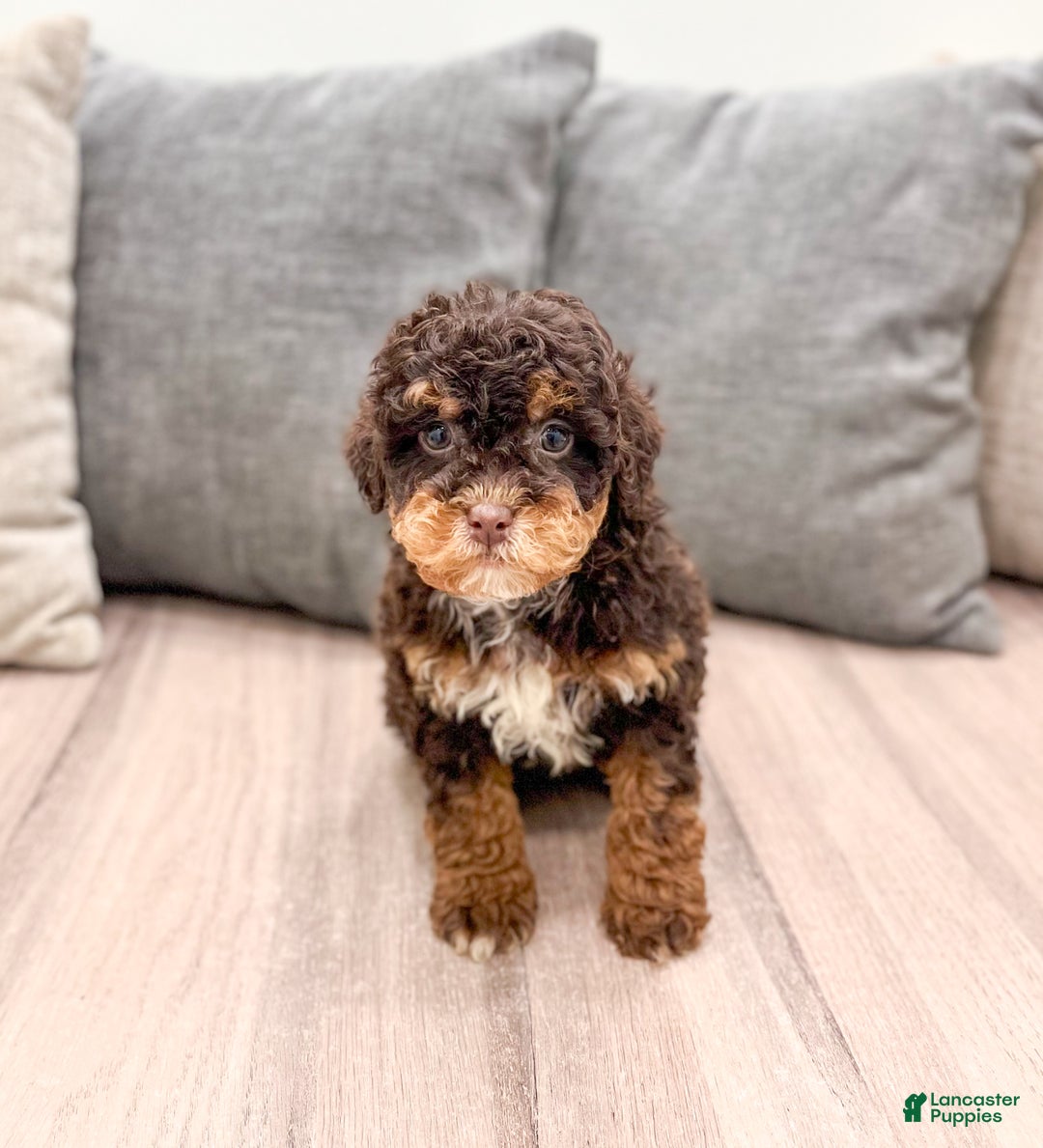 Miniature Poodle dogs for sale: Snickers - Ad 2