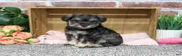 Miniature Schnauzer dogs for sale: Draya - Ad 2