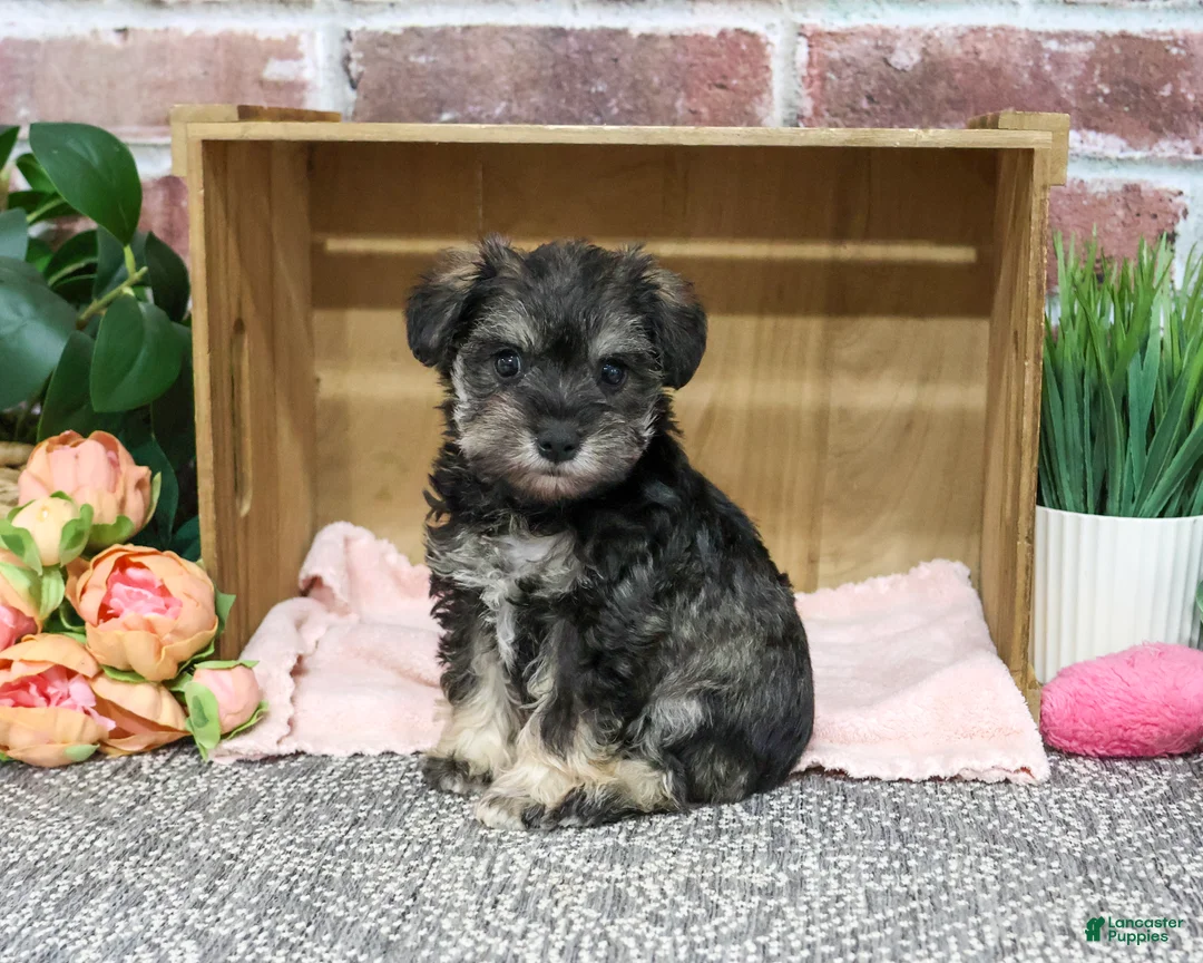 Miniature Schnauzer dogs for sale: Draya - Ad 2