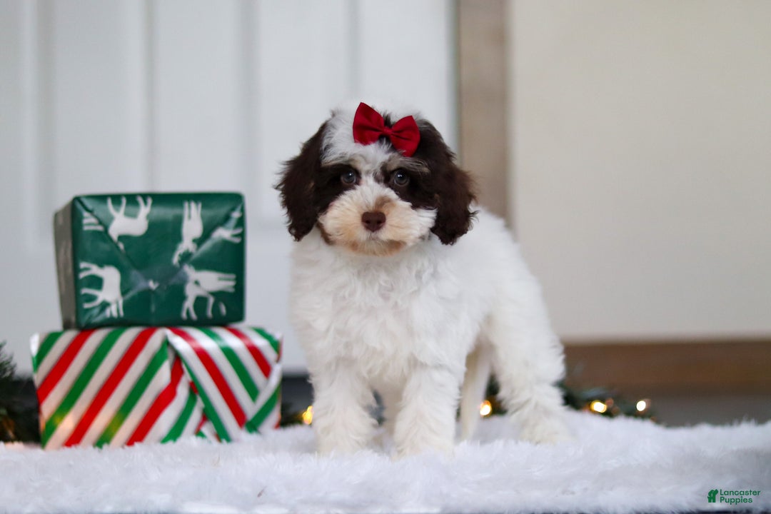 Mini Aussiedoodle dogs for sale: Sugary - Ad 4